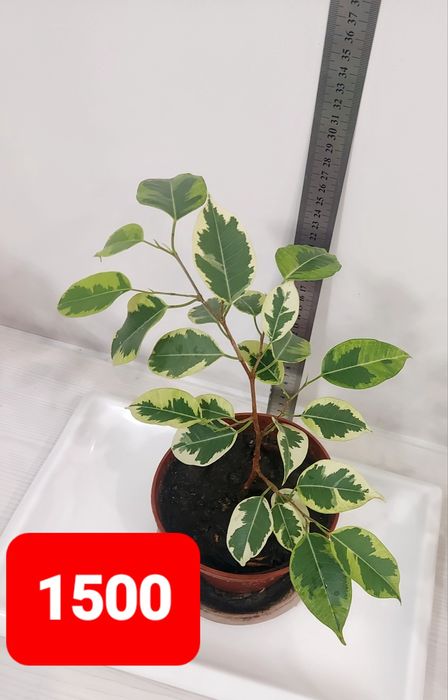 Продам фикус 1500 тенге