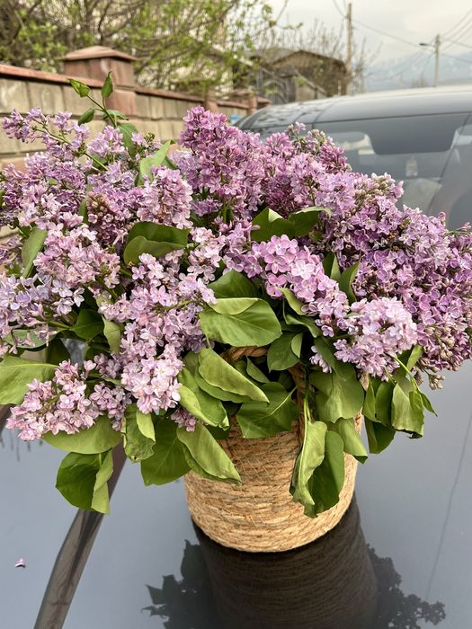 Букет свежий из сирени