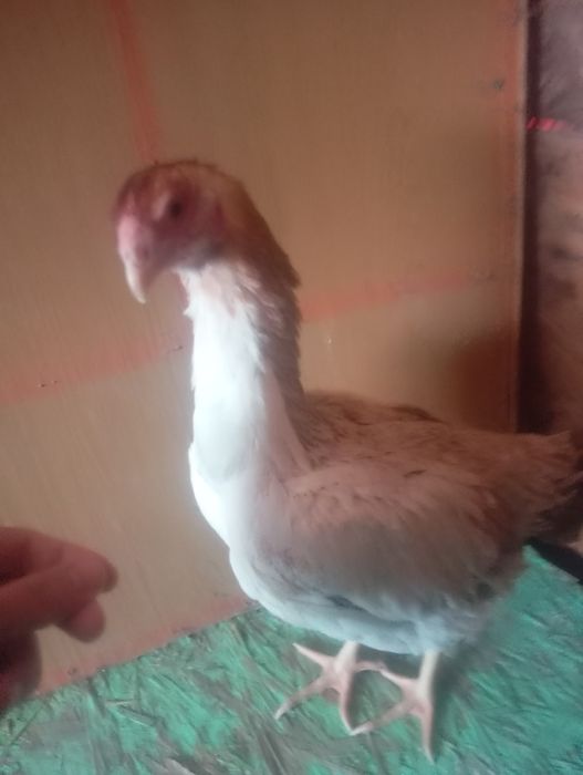 Продам срочно даканов