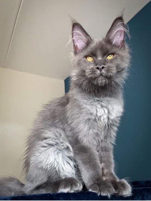 Котята мейнкун мальчики все