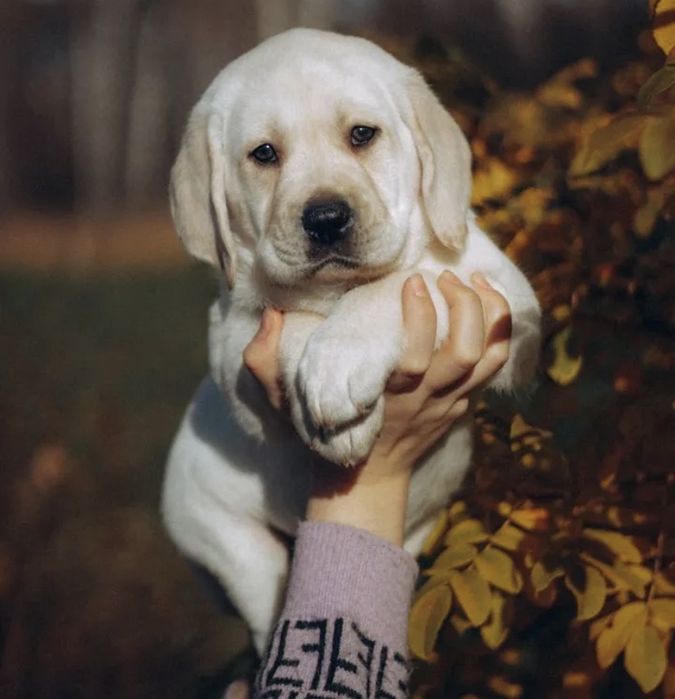 Продаются Малышата!