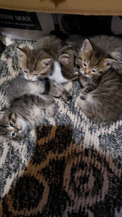Отдам котяток в добрые руки