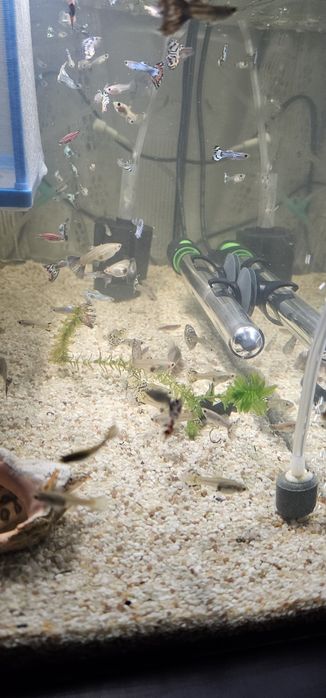 Diferiti pești (scalari, guppy, zebrute molly,sanitari etc)