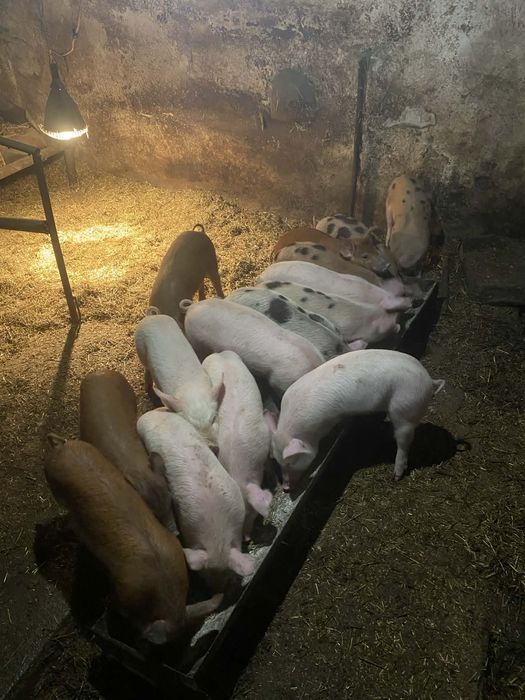 Продавам малки прасенца