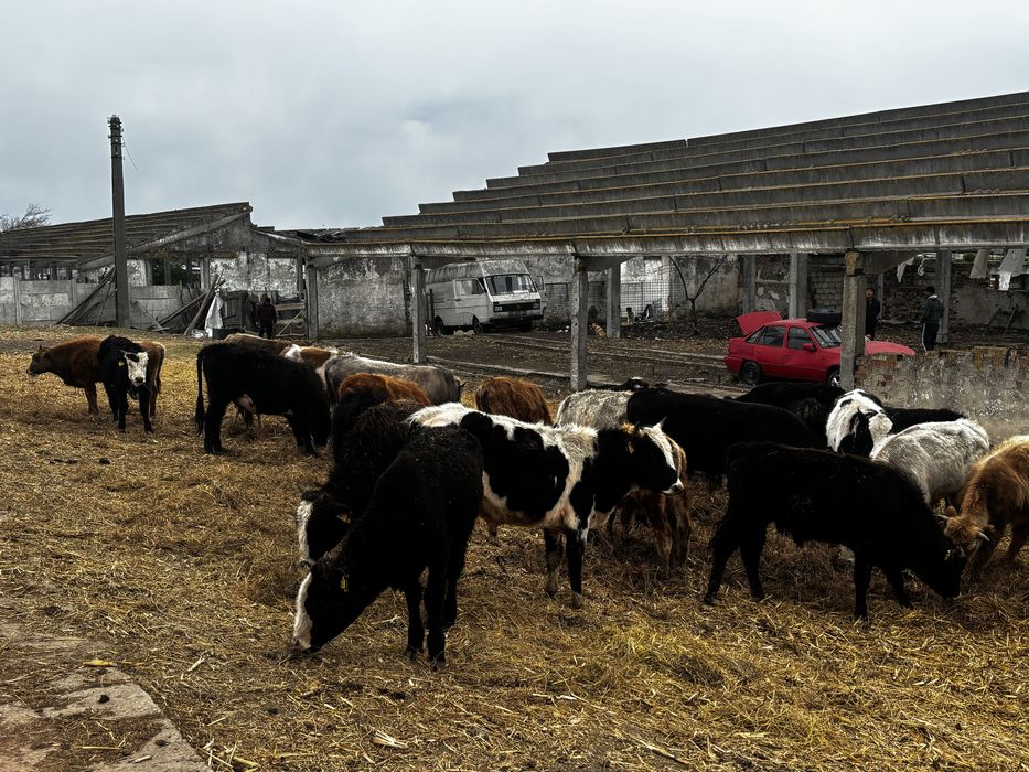 Bovine de vanzare
