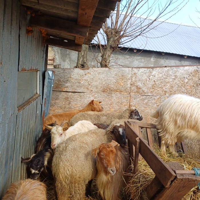 Vand oi si capre impreuna