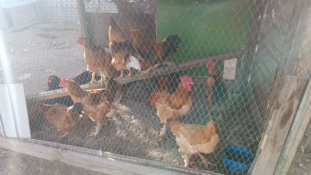 Қораз ,Петухи сатылады