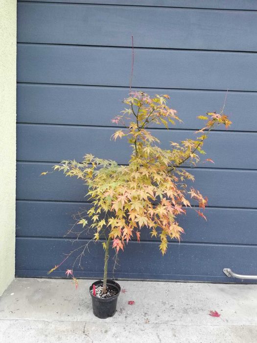 Artar Japonez Rosu (altoit) Bloodgood SumiNagashi RedEmperor