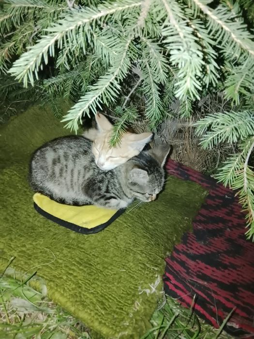 Котята ищут дом,мальчик и девочка,отдадим только парой