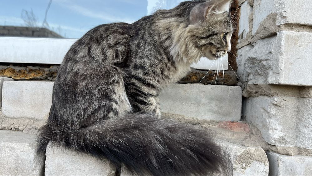 отдам котенка мальчик