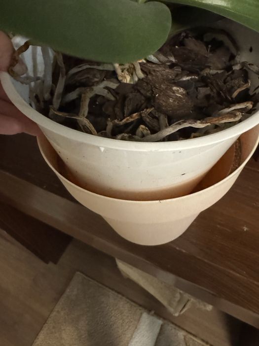 Продам Орхидеи комнатные цветы