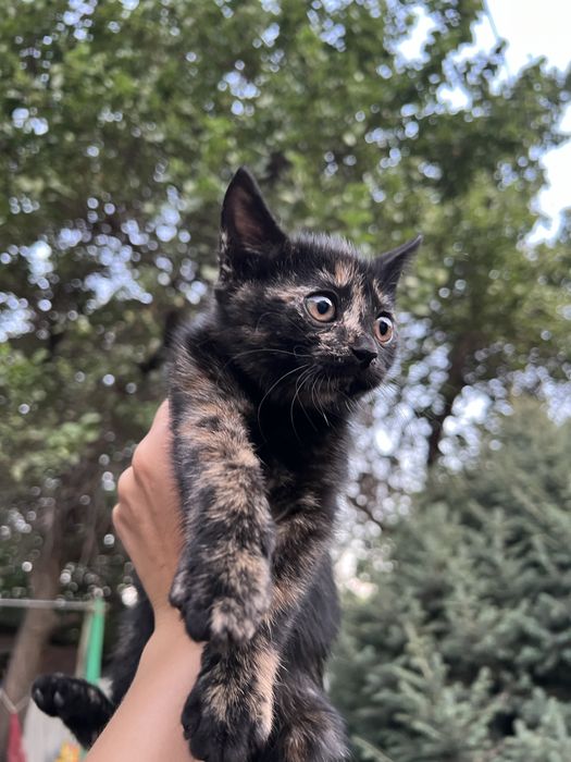 Отдам котенка в добрые руки