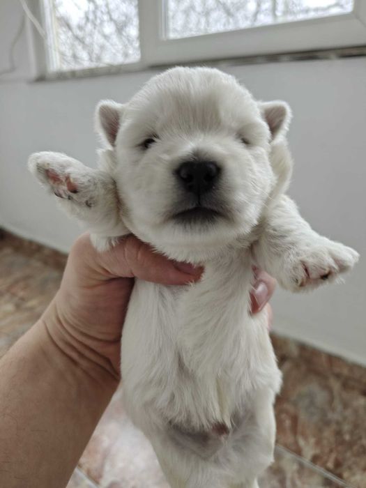 Westie , West Highland White Terrier