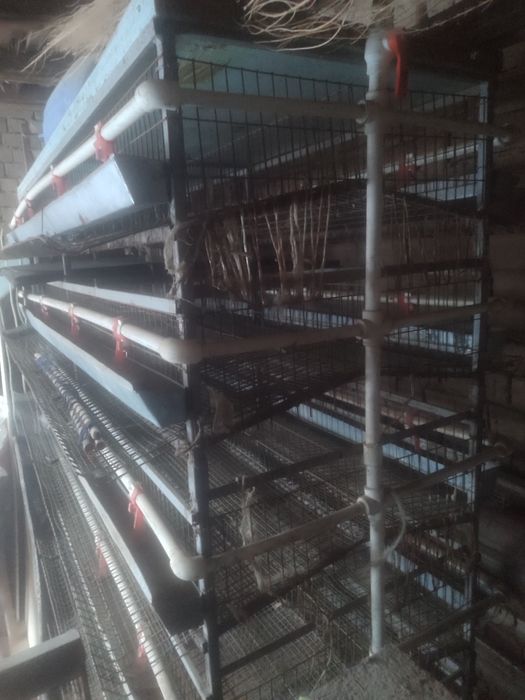 Бедана кафас сотилади