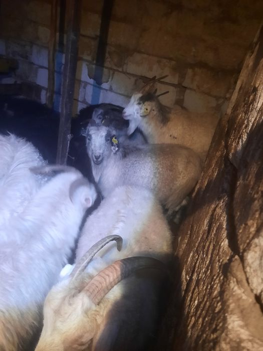 ешкі, шыбыш, лақ, коза, козы, козленок