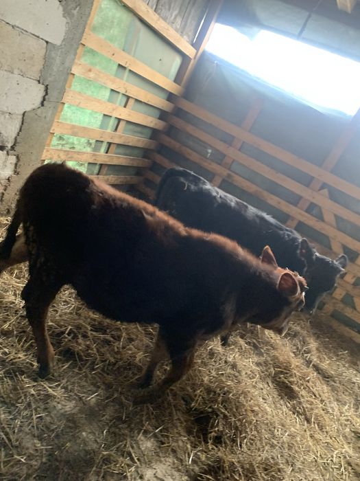 Vand 2 vitei si 2 vitele cu varsta in jur de 4 luni