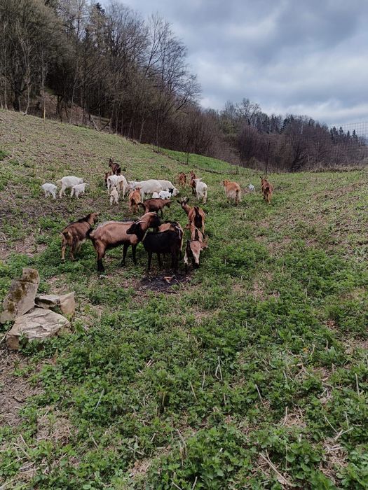 Vand 20 capre alpina franceza si saanen