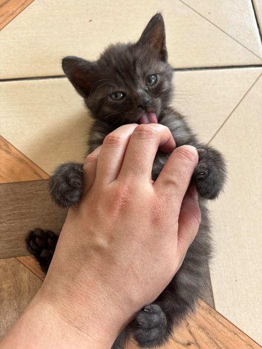 Котята британской породы