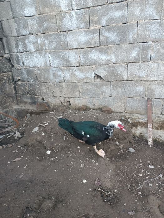 Индаутка самец молодой