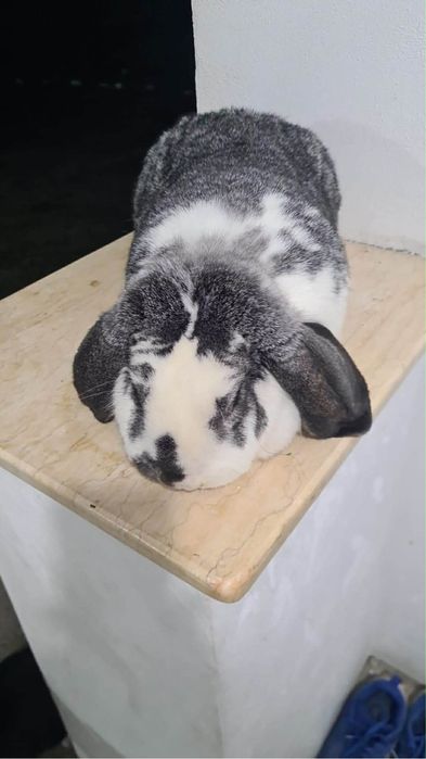 De vânzare 2 femele