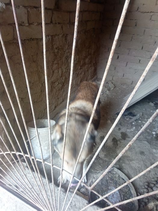 Алабай кучук акилли катта