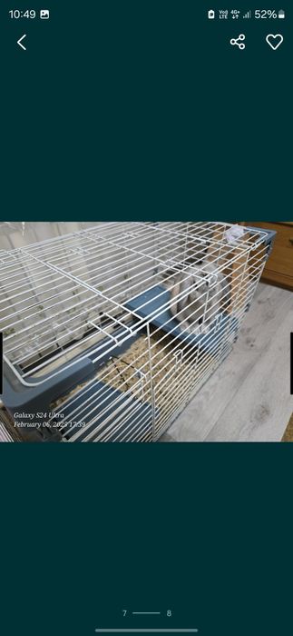 Продам декоративного кролика.