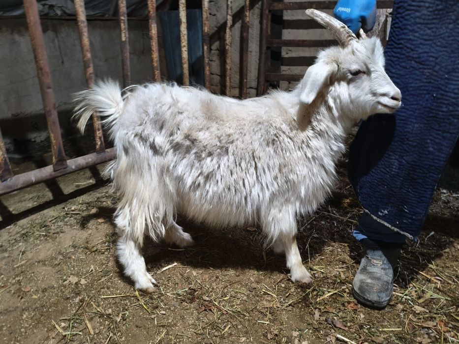 Рус эчкилар сотилади