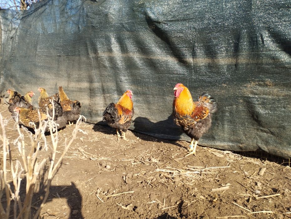 Pui și oua incubat Wiandotte GSG și Argintiu