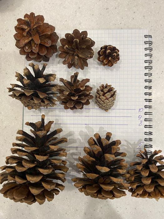 Продам сосновые шишки