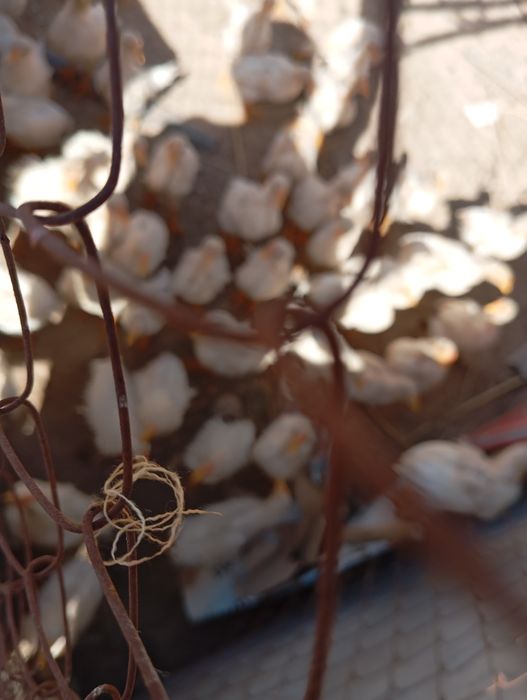 Шоже сатылады  (40-данасы бар