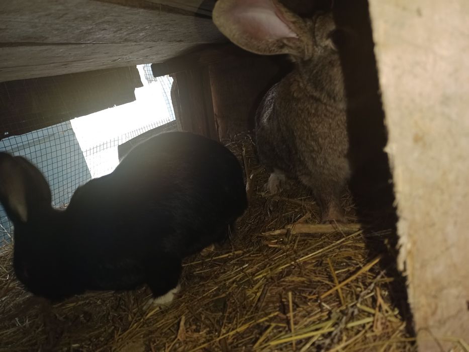 Қояндар сатылады