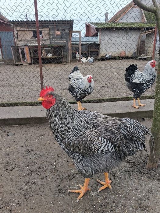 Cocos plymouth barat