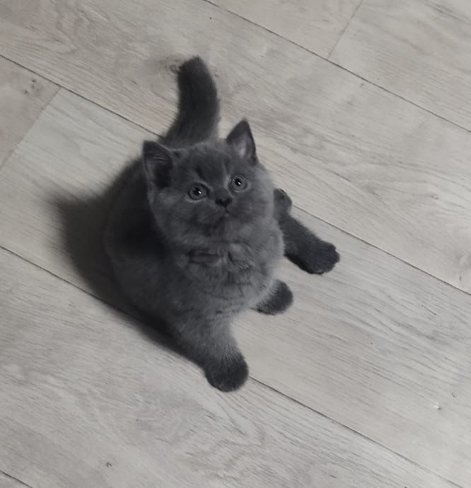 КоТики и КоШечКи  британские