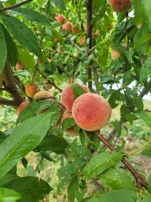 Продам дачу. Дача продажа. Садоводство