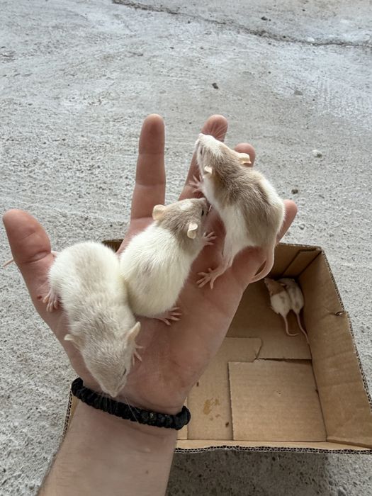 Sobolani de companie