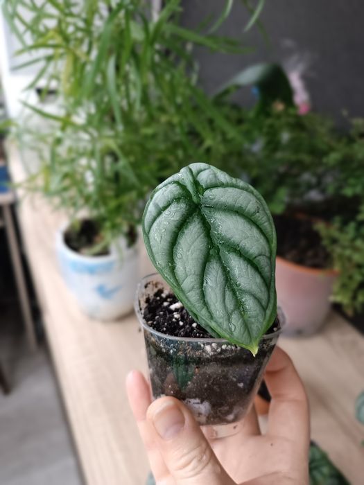 Продам сортовую алоказию