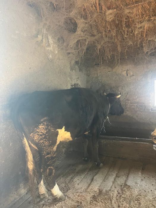 Красивая крупная дойная корова