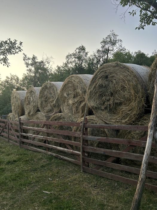 Baloți mari de fîn 160/120