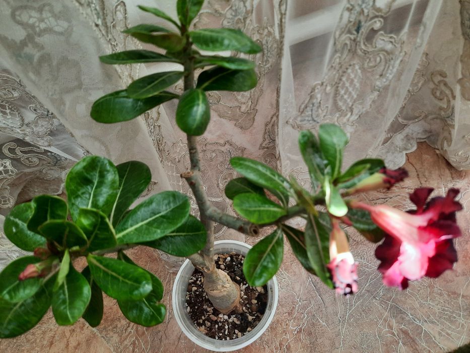 Продам  цветущий адениум