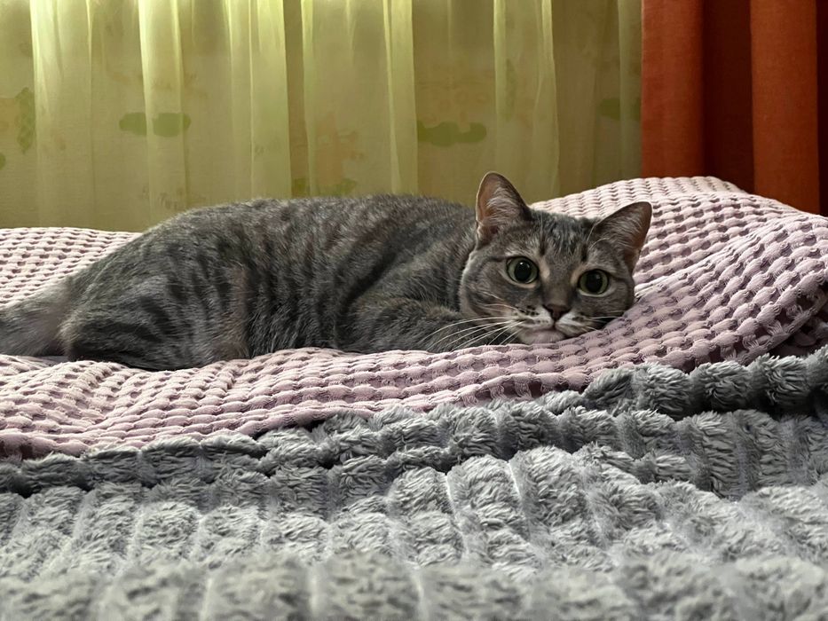 Отдам кошку, 1.5 года