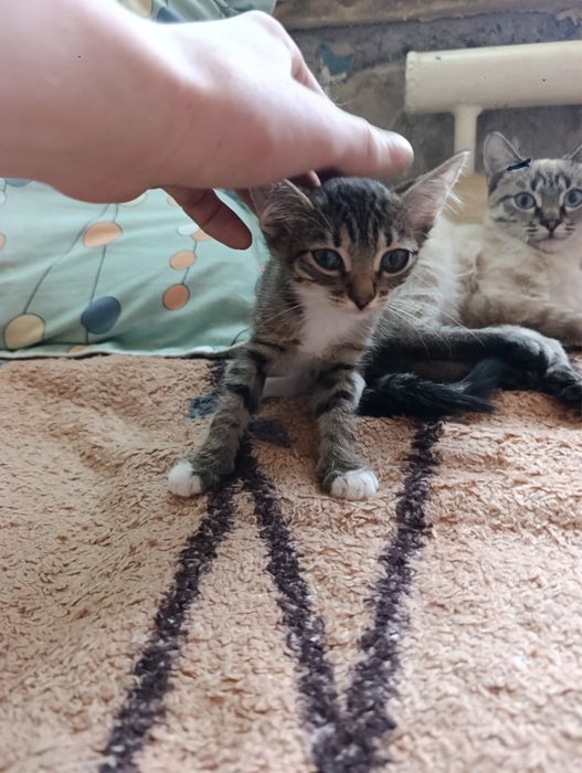 Отдам котят в добрые руки