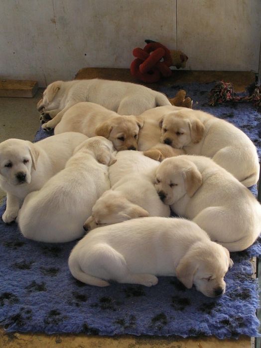 продам Лабрадоров