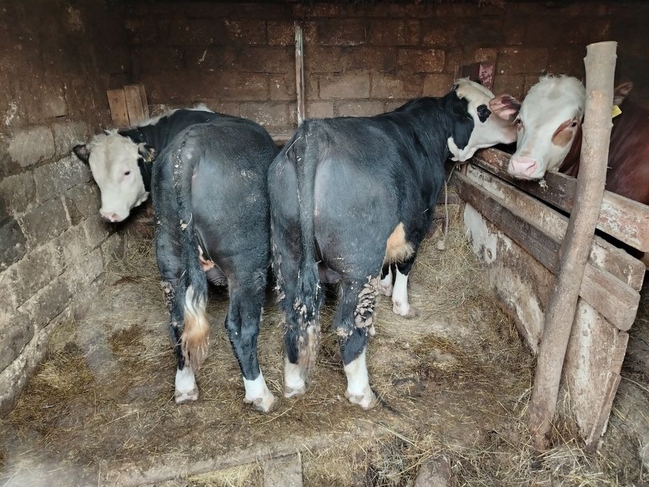 Продам 3 бычка откорм