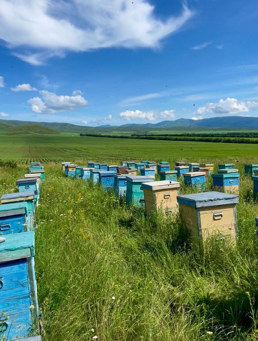 Мед. Катон Карагай. Алтай. Шымкент.