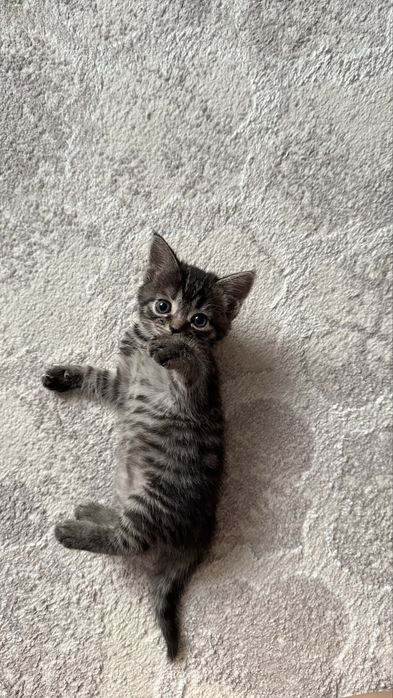Котенок в добрые руки