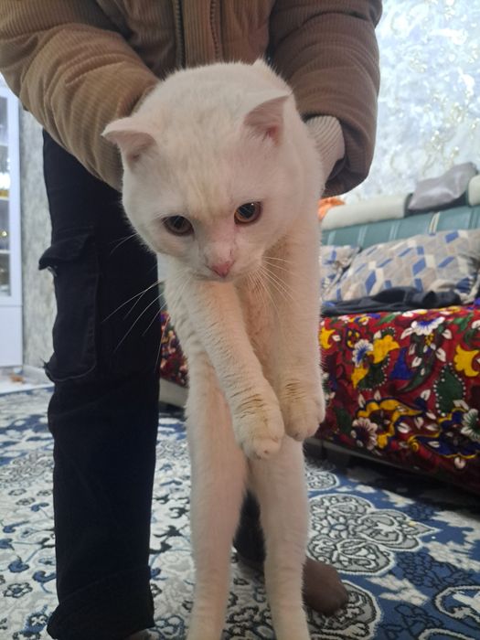 Кот ищет невесту