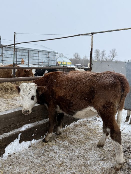 Продам первотёлок возраст 2,5 года .