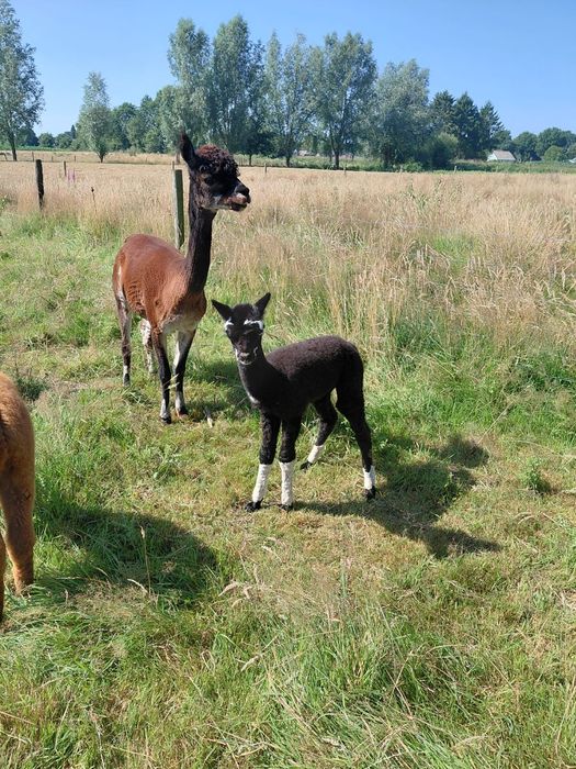 Vand alpaca foarte prietenoase cu copiii