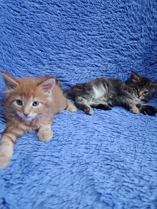 Мейн-куна котята