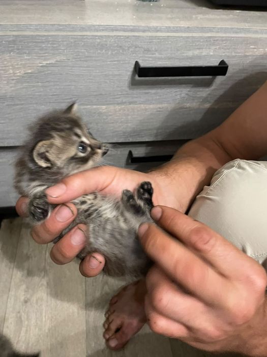 отдам  котят в добрые руки,Актобе